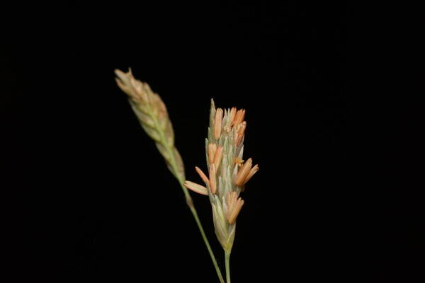 Bouteloua dactyloides Spikelets