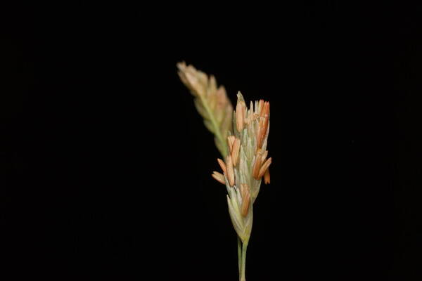 Bouteloua dactyloides Spikelets