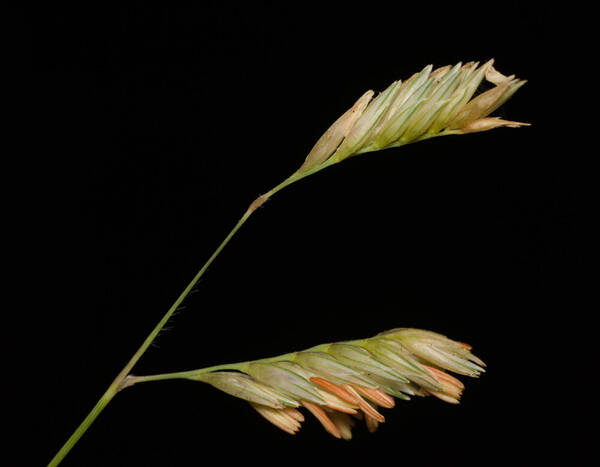 Bouteloua dactyloides Inflorescence