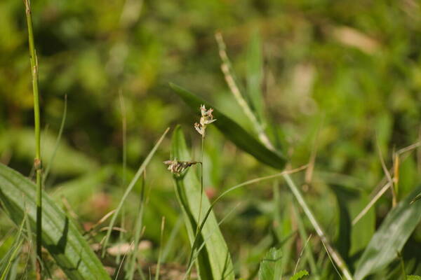 Bouteloua dactyloides Inflorescence