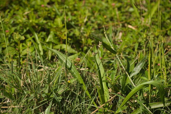 Bouteloua dactyloides Inflorescence