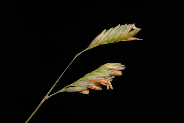 Bouteloua dactyloides Inflorescence