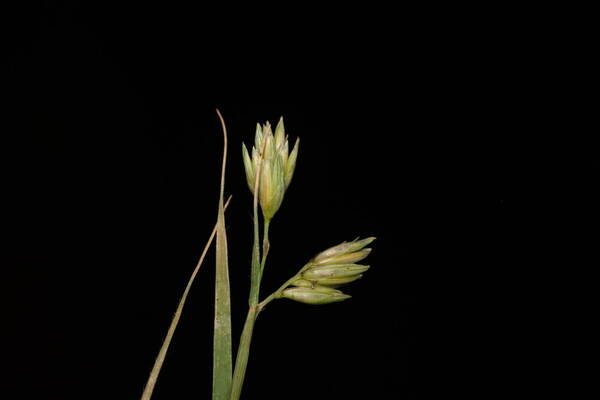 Bouteloua dactyloides Inflorescence