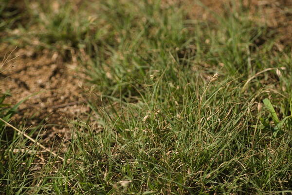 Bouteloua dactyloides Plant