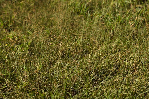 Bouteloua dactyloides Plant