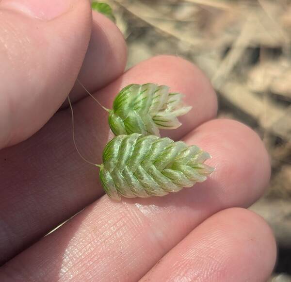 Briza maxima Spikelets