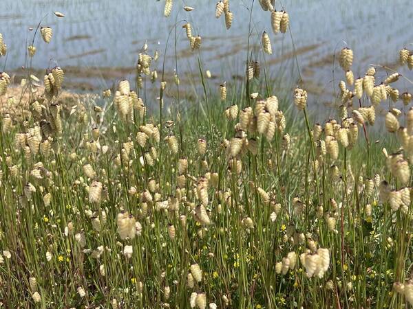 Briza maxima Habit