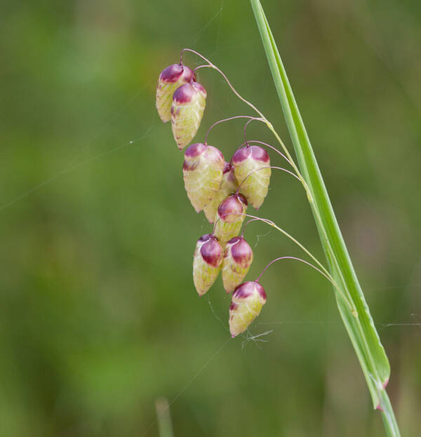 Briza maxima Inflorescence