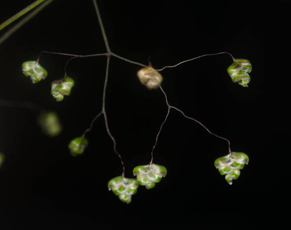 Briza minor Spikelets