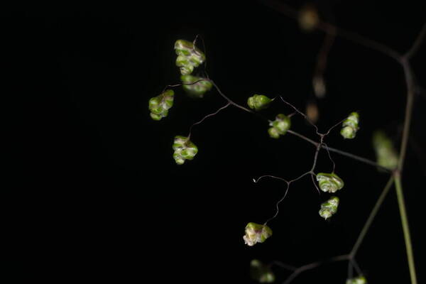 Briza minor Spikelets