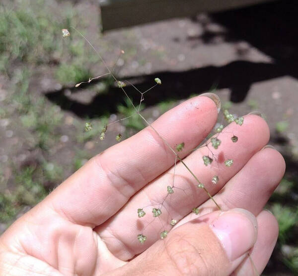 Briza minor Inflorescence