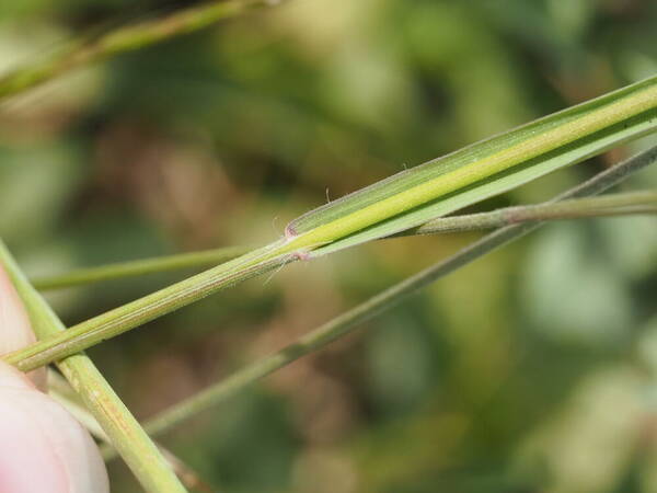 Bromus carinatus Collar