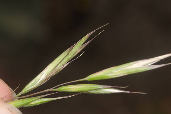 Bromus carinatus Spikelets