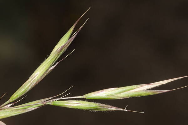 Bromus carinatus Spikelets