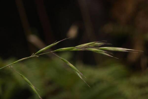 Bromus carinatus Spikelets