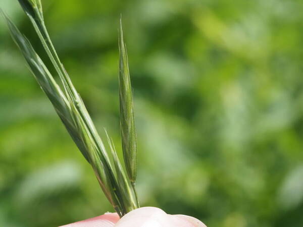 Bromus carinatus Spikelets