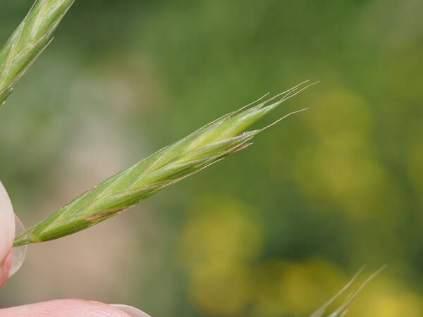 Bromus carinatus Spikelets