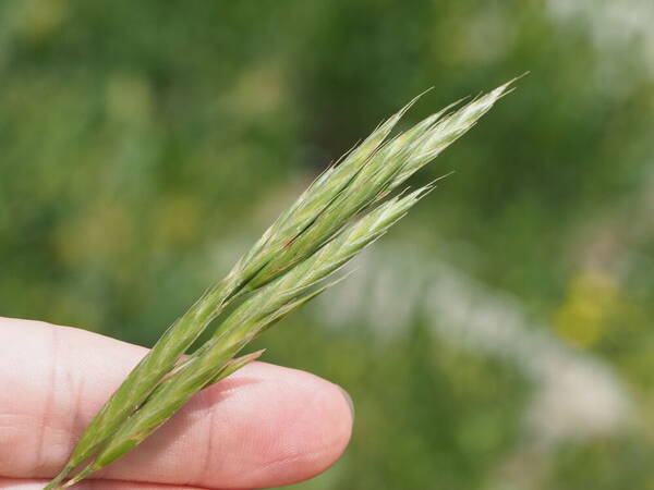 Bromus carinatus Spikelets