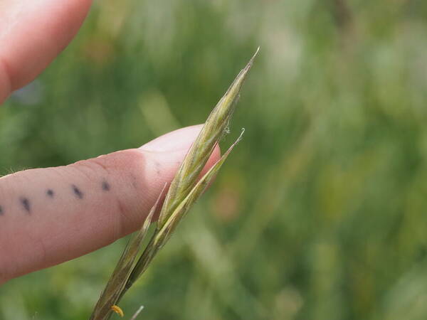 Bromus carinatus Spikelets