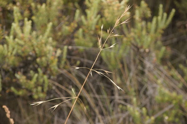 Bromus carinatus Inflorescence