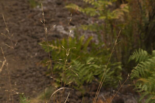 Bromus carinatus Inflorescence