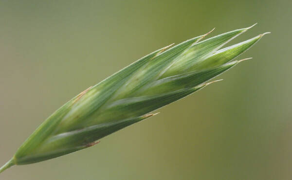 Bromus catharticus Spikelets