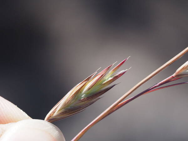 Bromus catharticus Spikelets