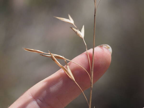 Bromus catharticus Spikelets