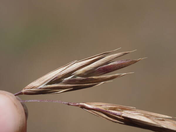 Bromus catharticus Spikelets