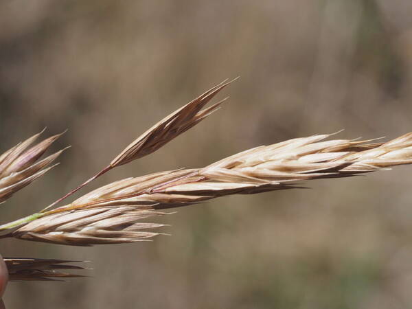 Bromus catharticus Spikelets