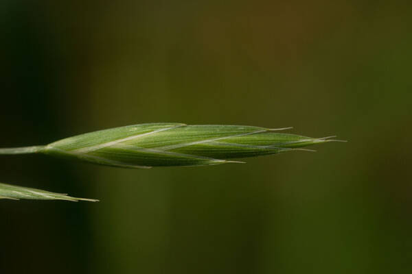 Bromus catharticus Spikelets