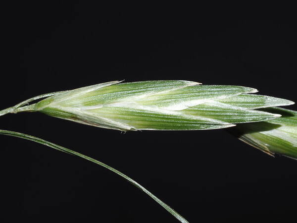 Bromus catharticus Spikelets