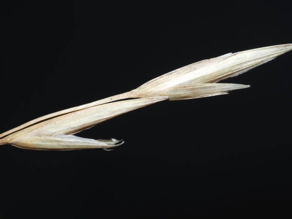 Bromus catharticus Spikelets