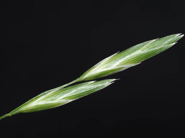 Bromus catharticus Spikelets