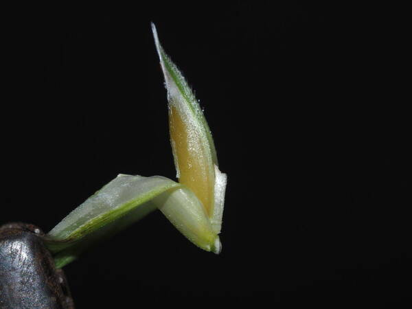 Bromus catharticus Spikelets