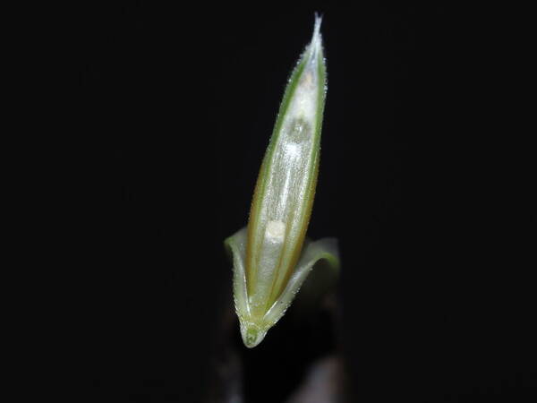 Bromus catharticus Spikelets