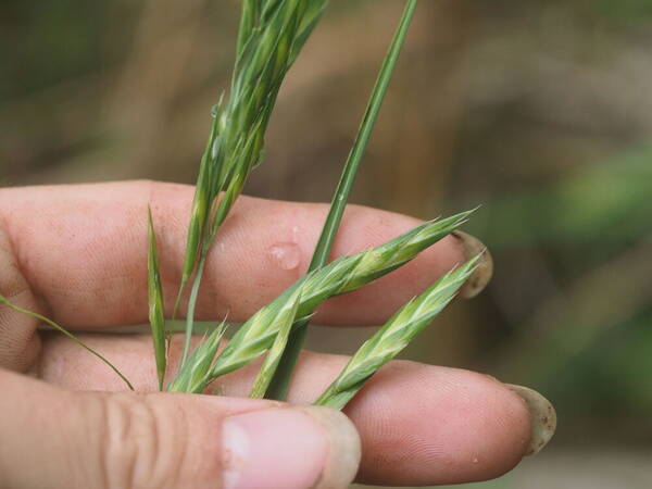 Bromus catharticus Spikelets