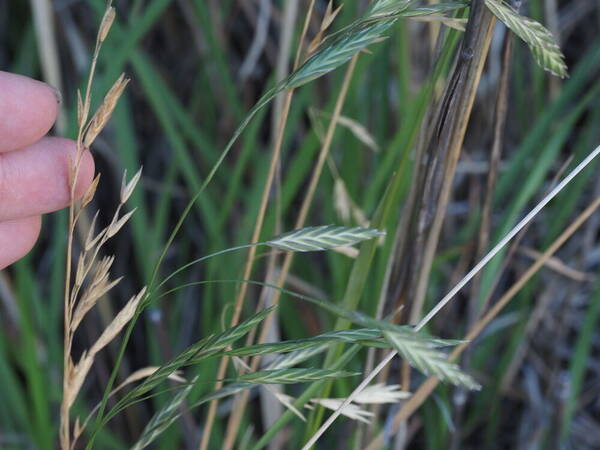 Bromus catharticus Spikelets