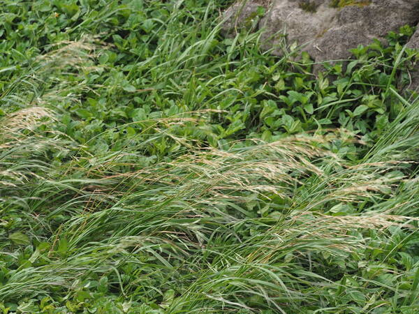 Bromus catharticus Habit