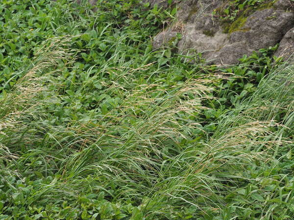 Bromus catharticus Habit