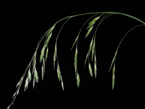 Bromus catharticus Inflorescence