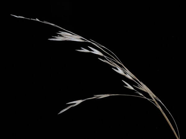 Bromus catharticus Inflorescence