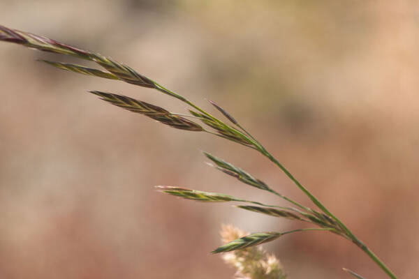 Bromus catharticus Inflorescence