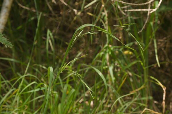 Bromus catharticus Inflorescence