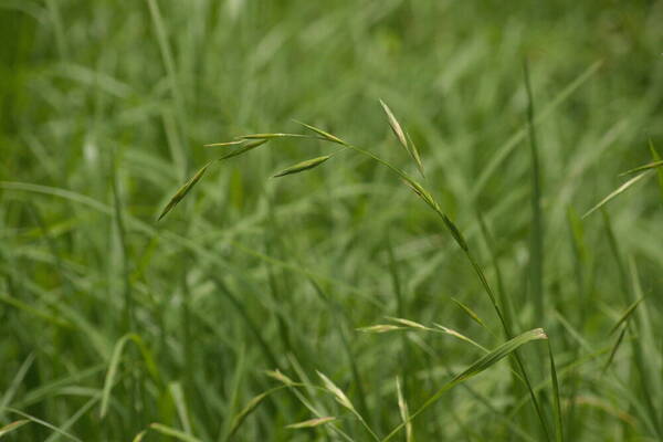 Bromus catharticus Inflorescence