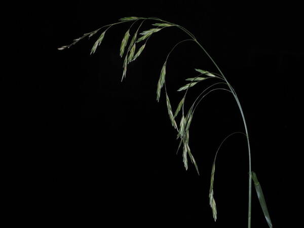 Bromus catharticus Inflorescence