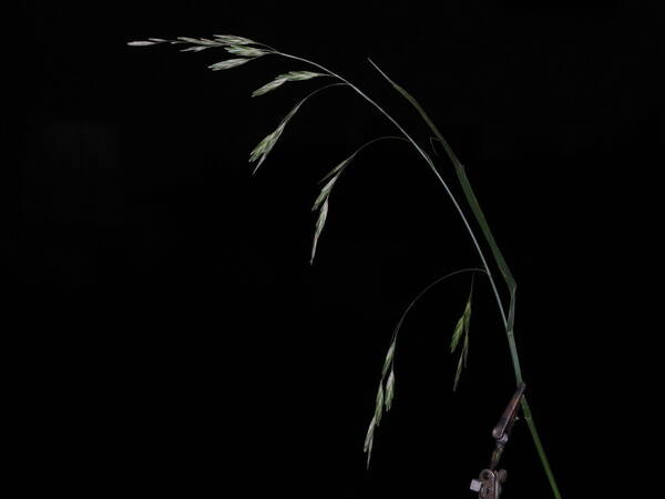 Bromus catharticus Inflorescence