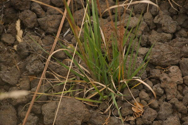 Bromus catharticus Plant