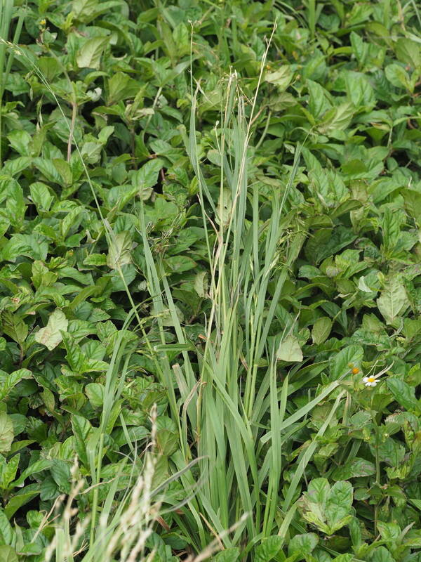 Bromus catharticus Plant