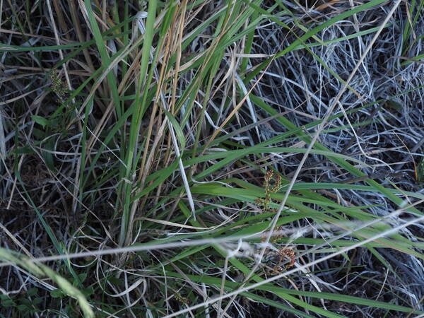 Bromus catharticus Plant